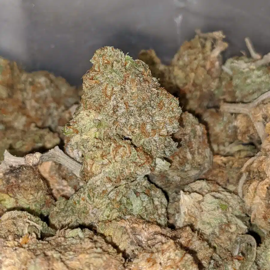 AA CHEESE BS 3 I Green Cheese
