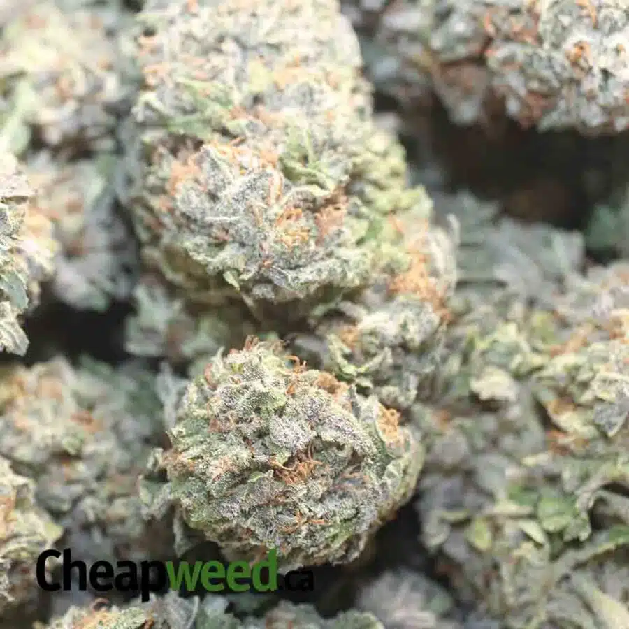 BLUEBERRY DOD 1 I Blueberry - *Deal Of The Day*