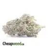 Blueberry - *Deal Of The Day*