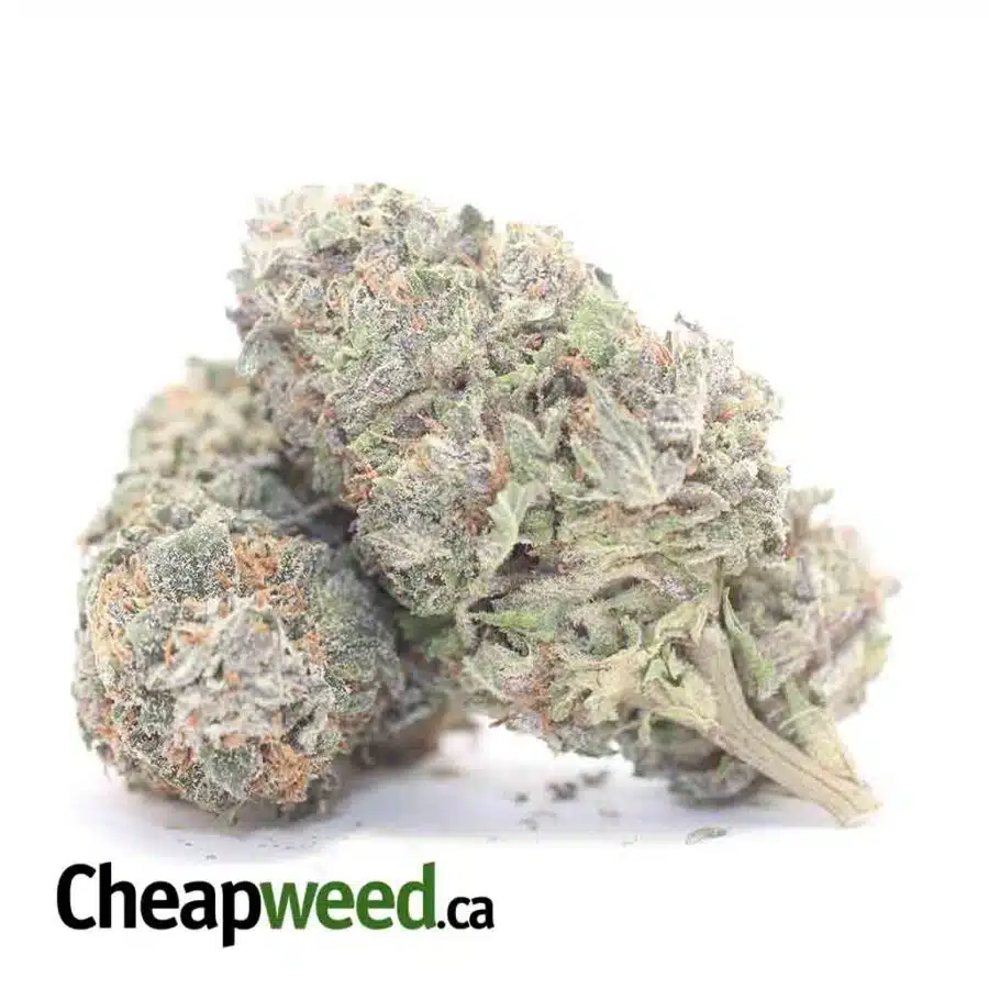 BLUEBERRY DOD 3 I Blueberry - *Deal Of The Day*