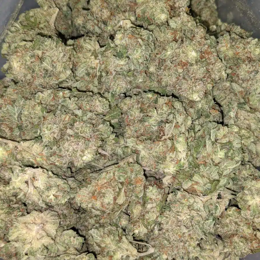 Blue dream dod 2 I Blue Dream - *Deal Of The Day*