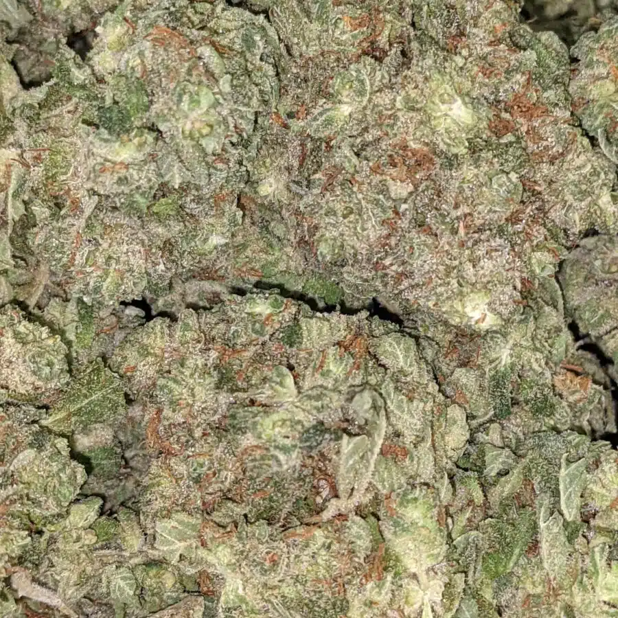 Blue dream dod 4 I Blue Dream - *Deal Of The Day*
