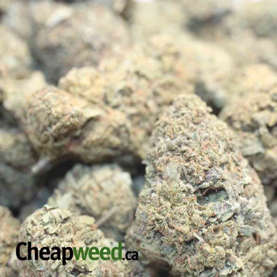 CANDY KUSH BS 1 1 I Candy Kush Bulk Special