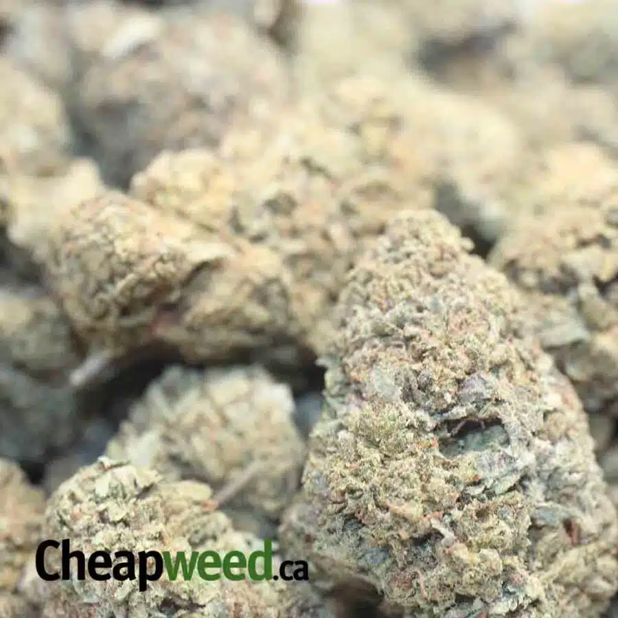 CANDY KUSH BS 1 1 I Candy Kush Bulk Special
