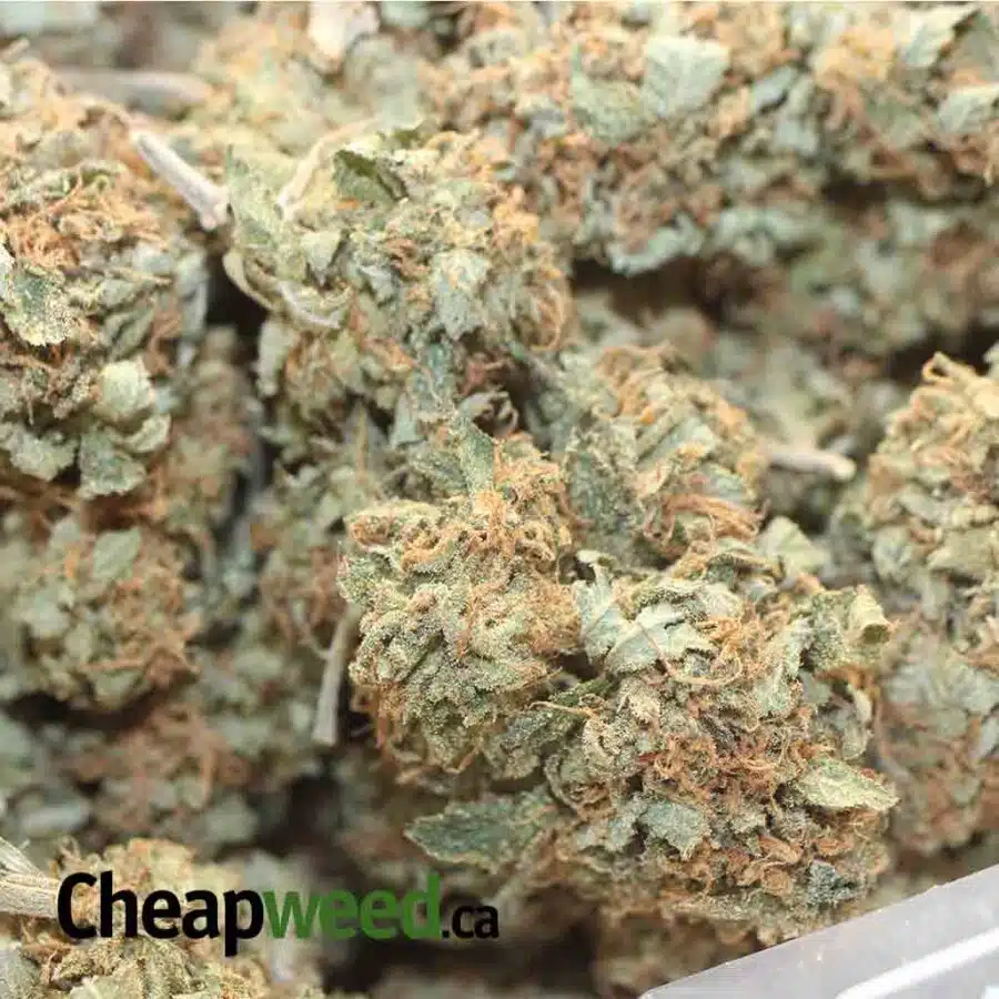 CANNALOPE BS 1 I Cannalope Haze Bulk Special