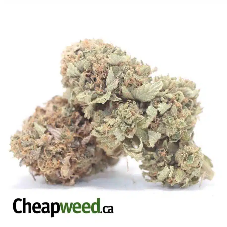 CANNALOPE BS 3 I Cannalope Haze Bulk Special
