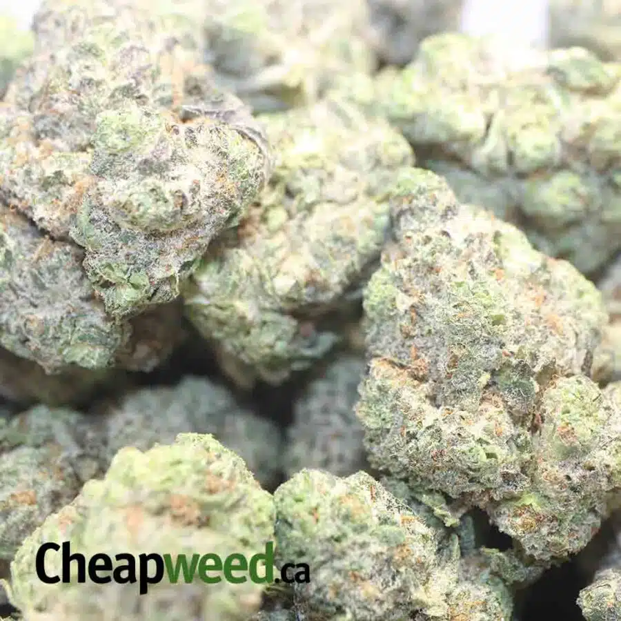 FATSO 1 I Fatso 27.32% THC