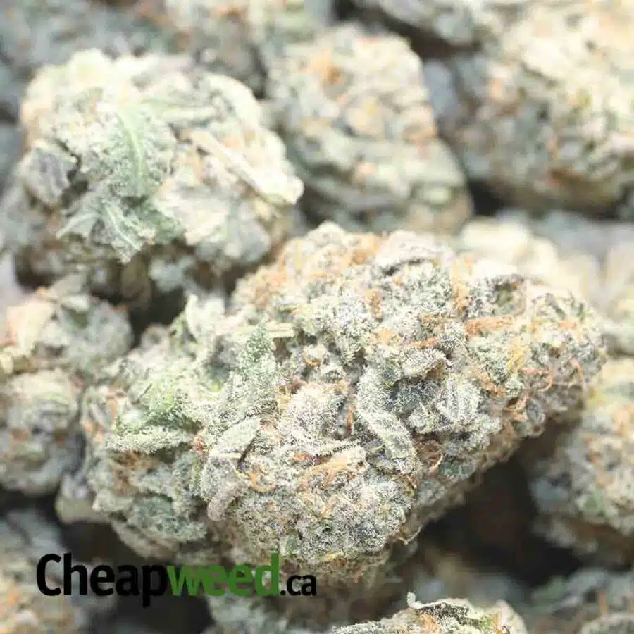 FROST BERRY DOD 1 I Frost Berry Bulk Special