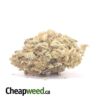 Gas Mask Bulk Special