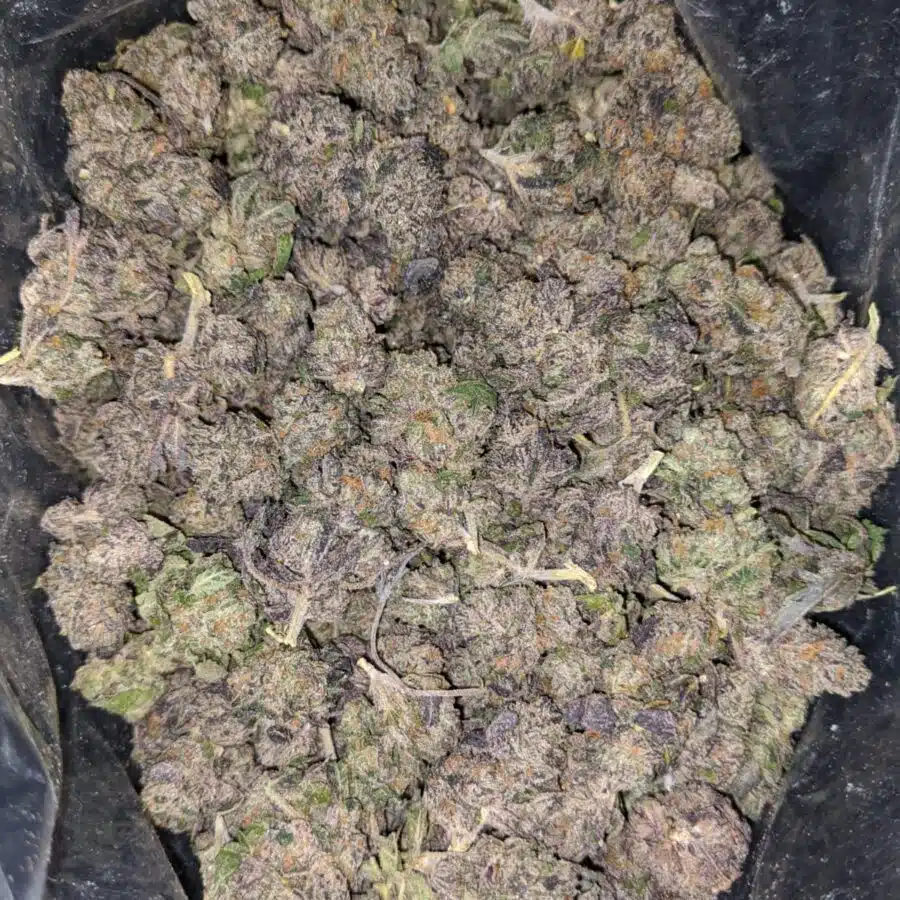 GRAPE COOKIES SMALLS 1 I Grape Cookies (Smalls)