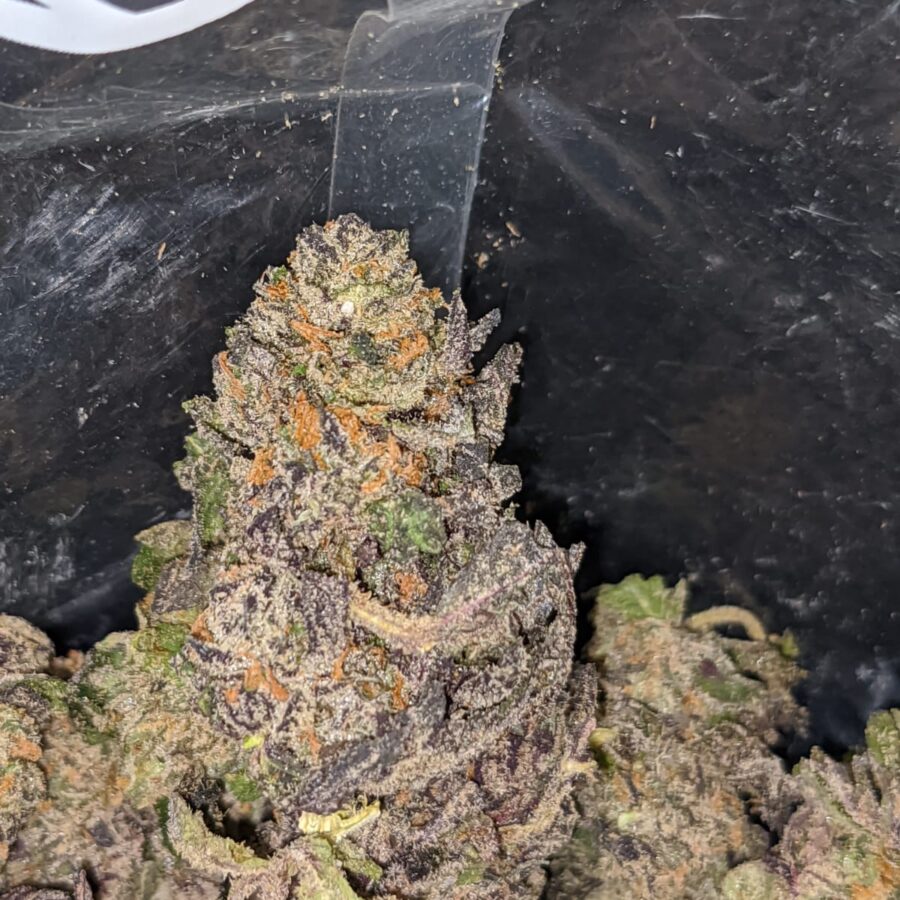 GRAPE COOKIES SMALLS 2 I Grape Cookies (Smalls)