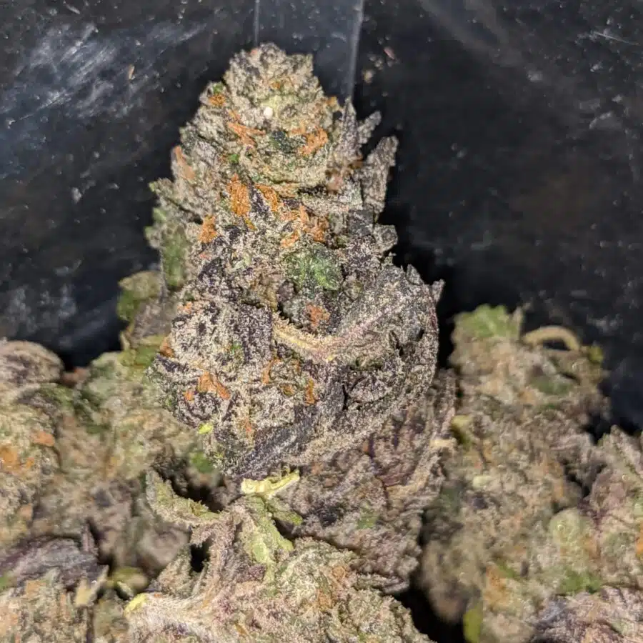 GRAPE COOKIES SMALLS 4 I Grape Cookies (Smalls)