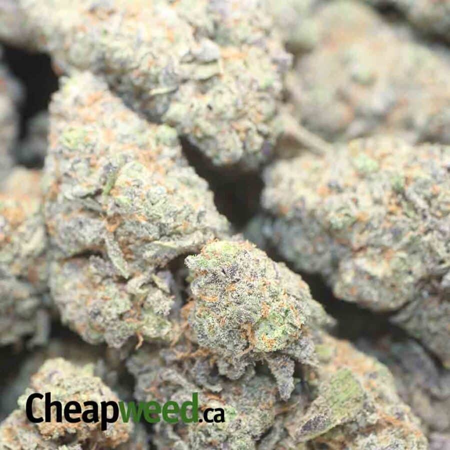 GRAPE CRUSH DOD 1 I Grape Crush - *Deal of the Day*