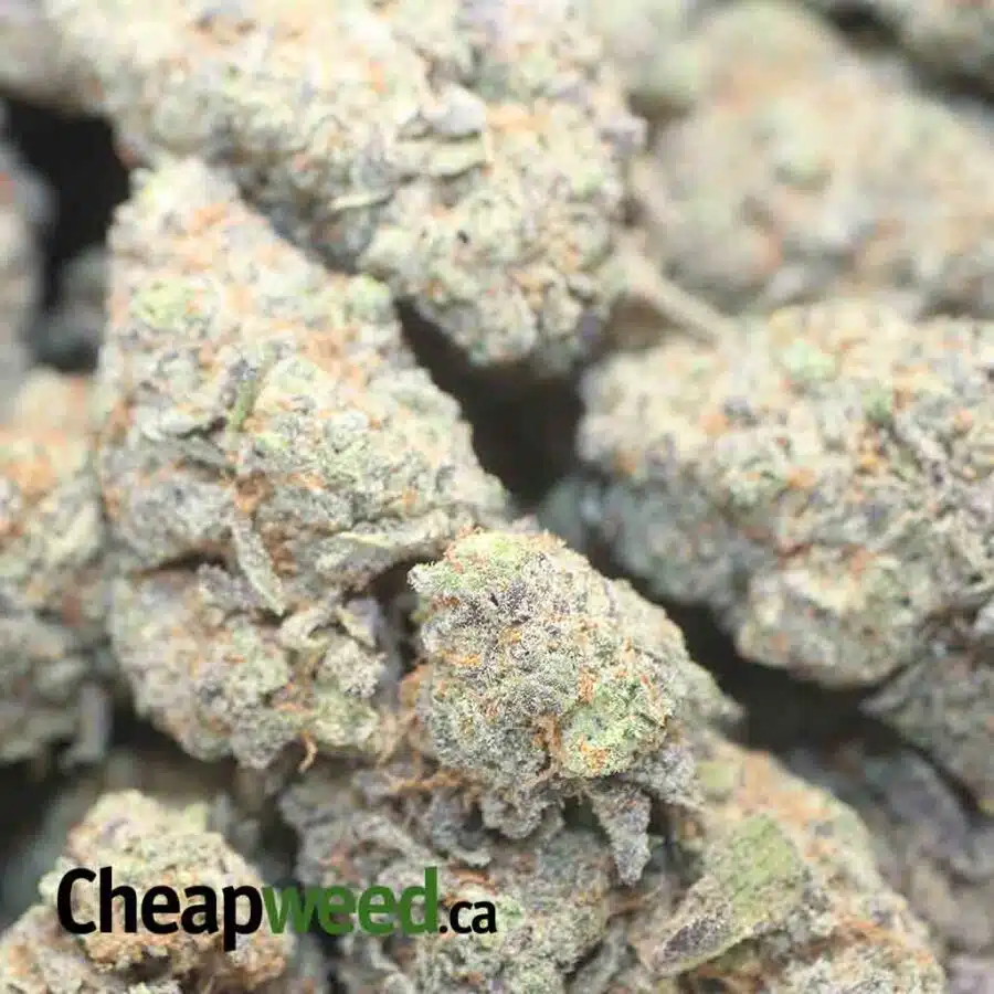 GRAPE CRUSH DOD 1 I Grape Crush - *Deal of the Day*