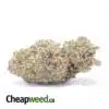 Grape Crush - *Deal of the Day*