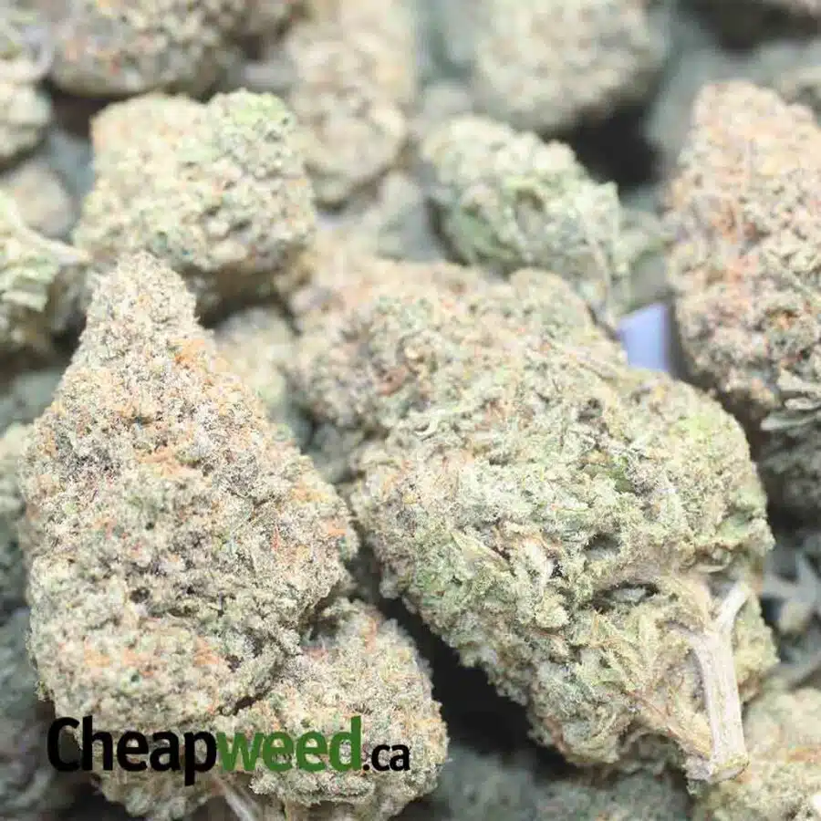 LEMON COOKIES DOD 1 I Lemon Cookies - *Deal of the Day*
