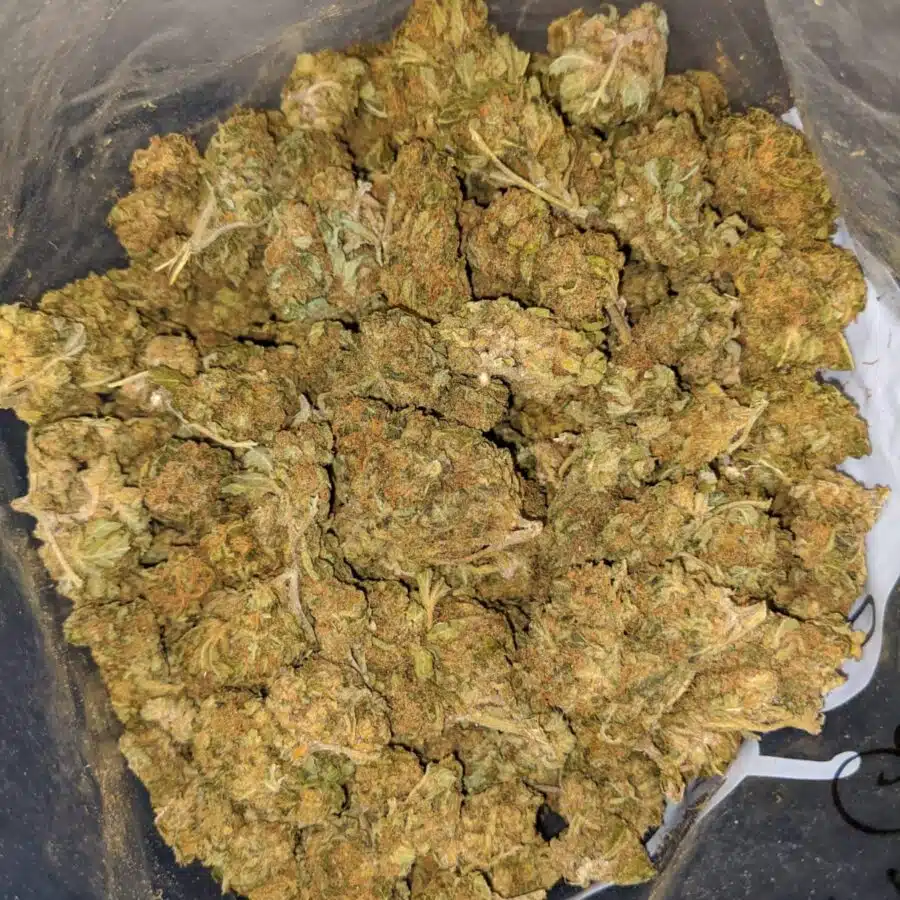 MALAWI GOLD BS 2 1 I Malawi Gold Bulk Special
