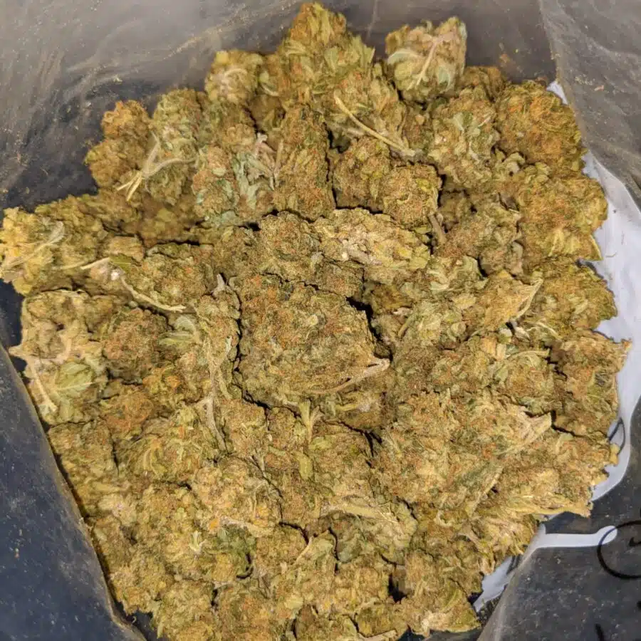 MALAWI GOLD BS 4 1 I Malawi Gold Bulk Special
