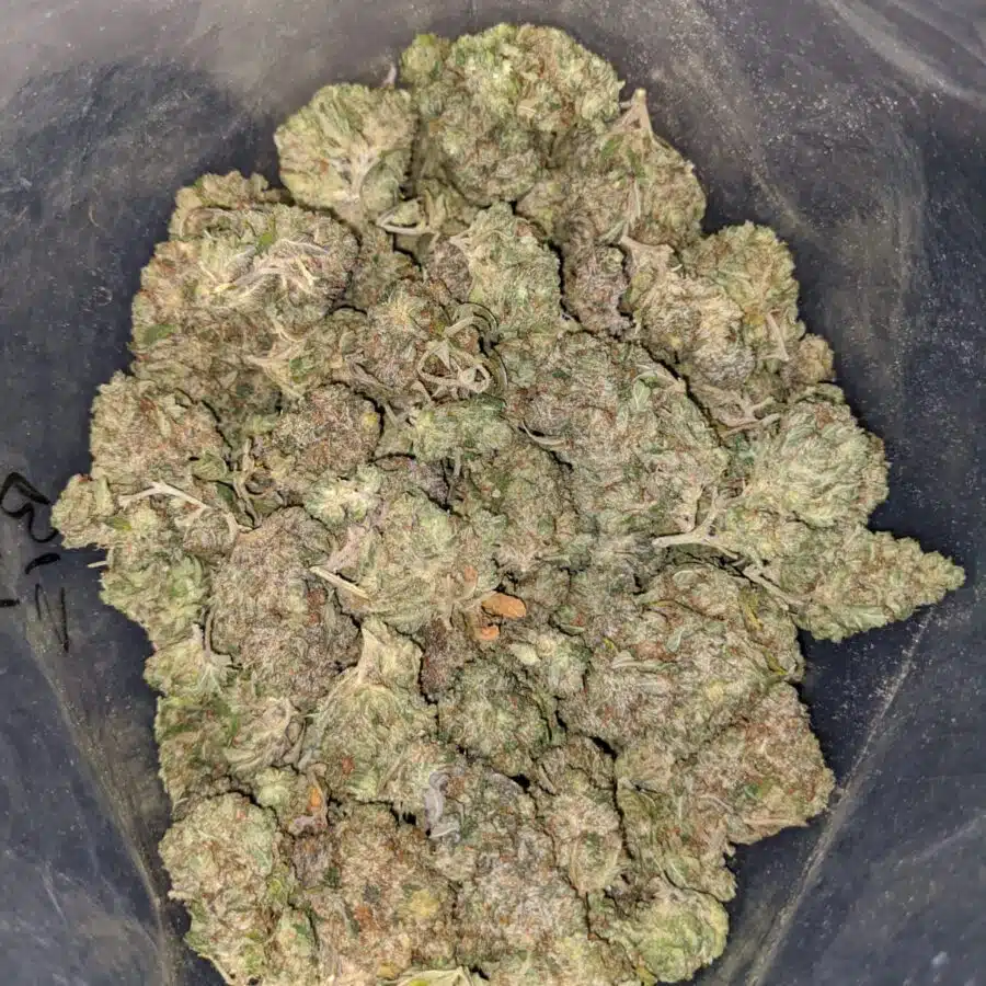 NORTHERN WRECK BS 1 I Northern Wreck Bulk Special