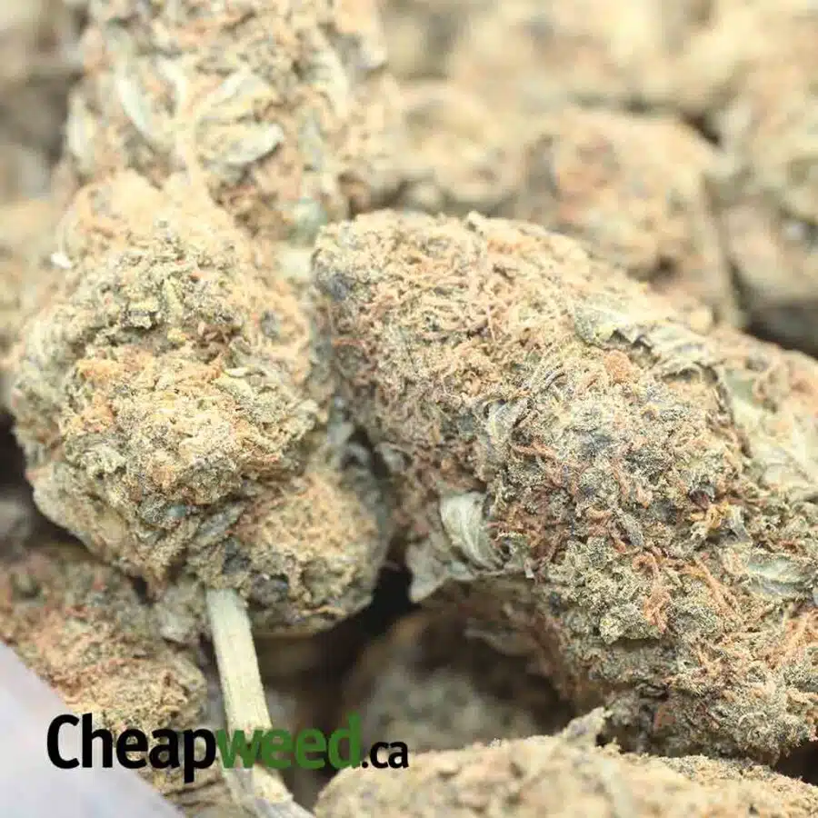 ORANGE CANDY 1 I Orange Candy - *Deal Of The Day*