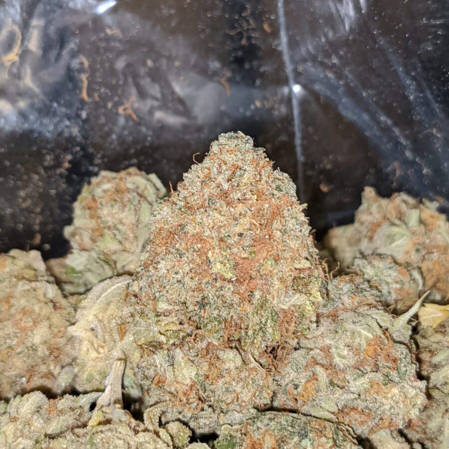 PAPAYA DOD 1 2 I Papaya Bulk Special