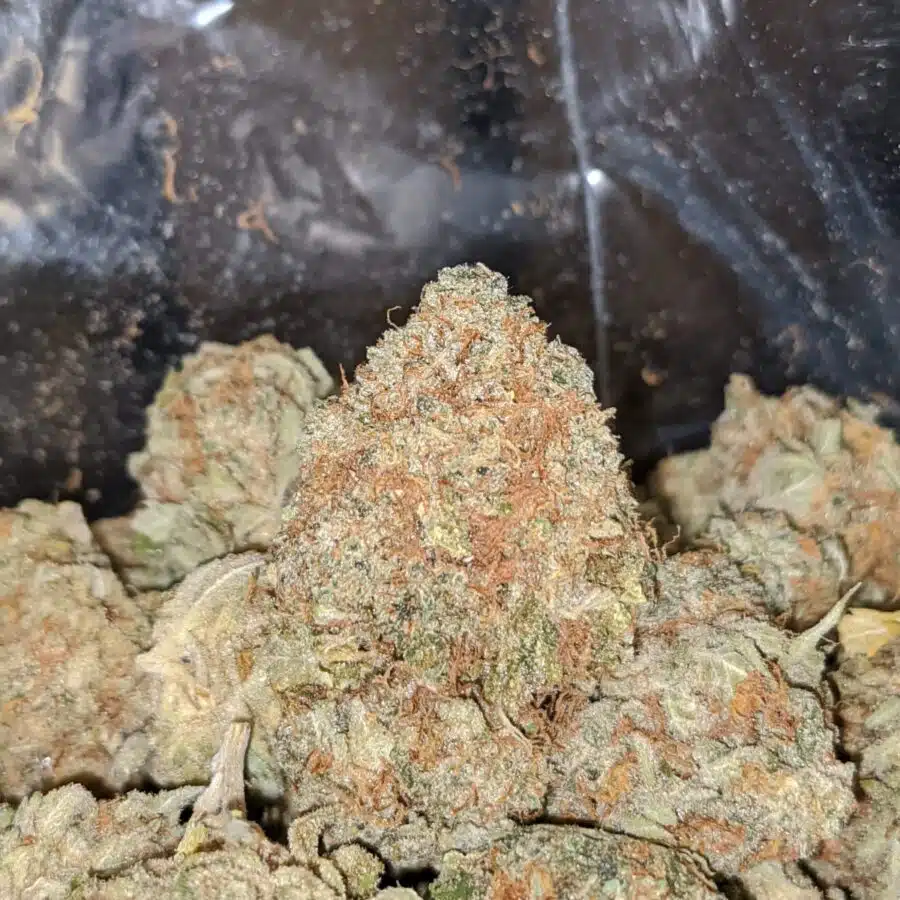 PAPAYA DOD 1 2 I Papaya Bulk Special