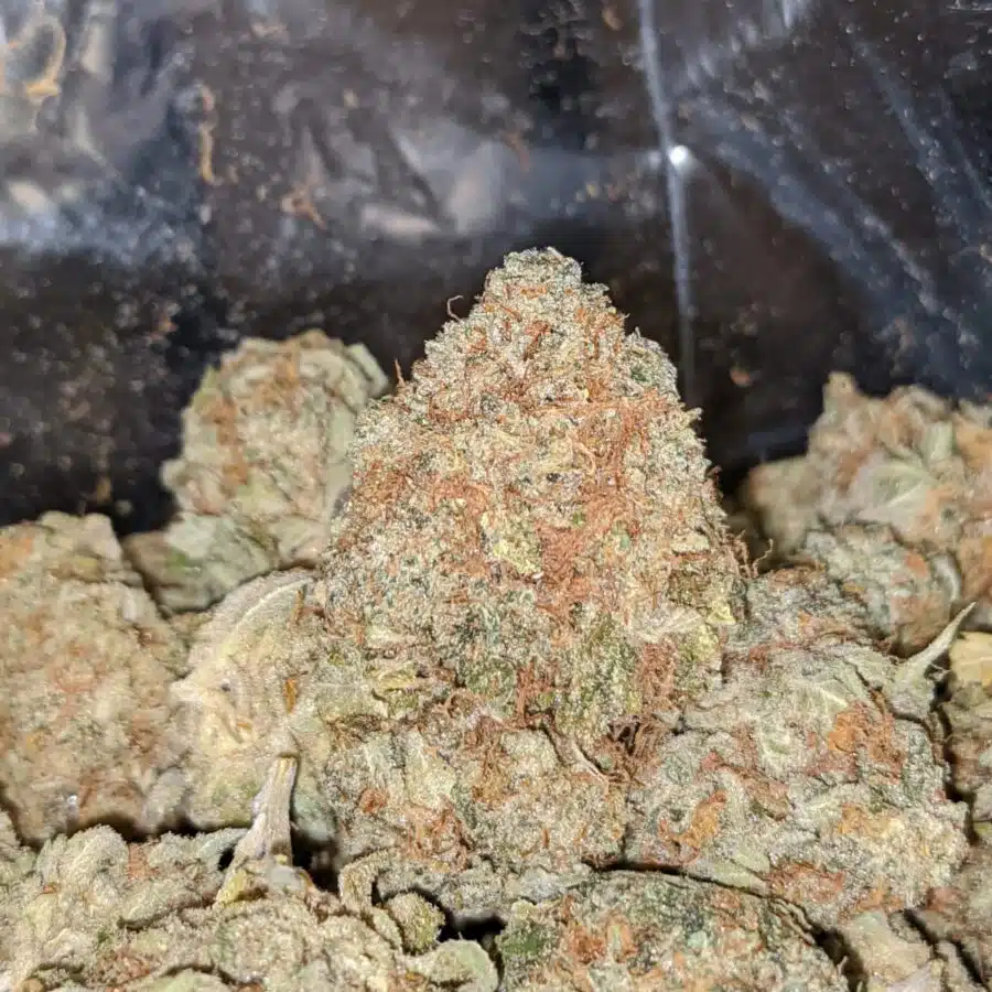PAPAYA DOD 2 2 I Papaya Bulk Special