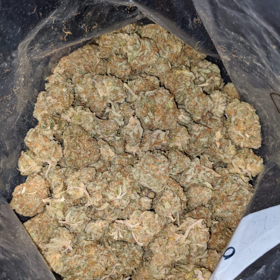 PAPAYA DOD 4 2 I Papaya Bulk Special
