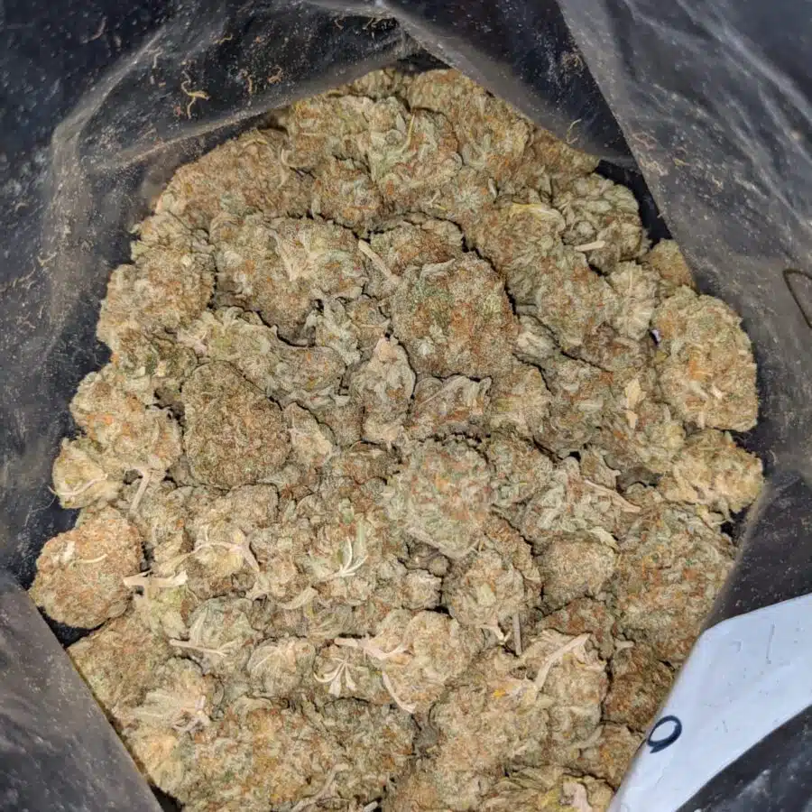 PAPAYA DOD 4 2 I Papaya Bulk Special