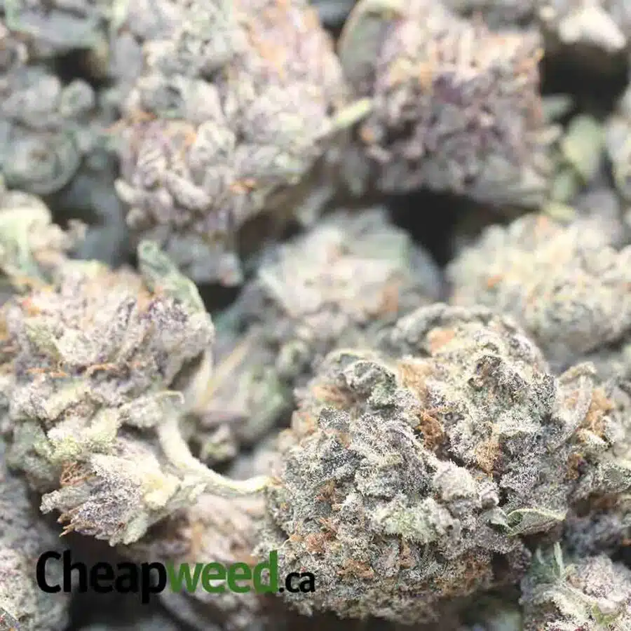 PURPLE MAGIC AAA 1 I $69oz - Purple Magic