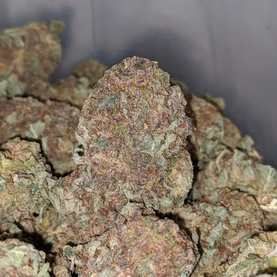 PURPLE MAGIC BS 1 I Purple Magic Bulk Special