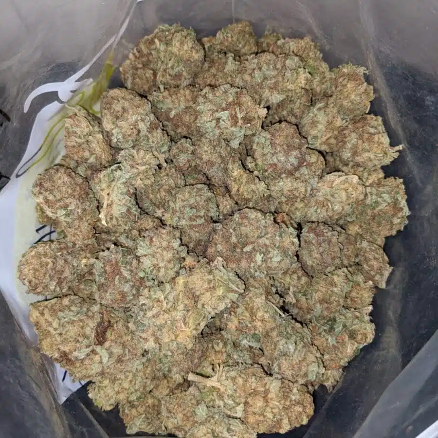 PURPLE MAGIC BS 2 I Purple Magic Bulk Special