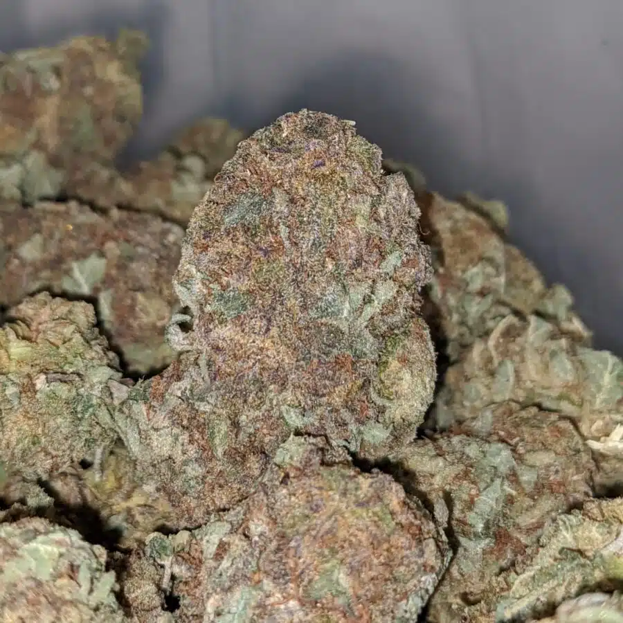 PURPLE MAGIC BS 3 I Purple Magic Bulk Special