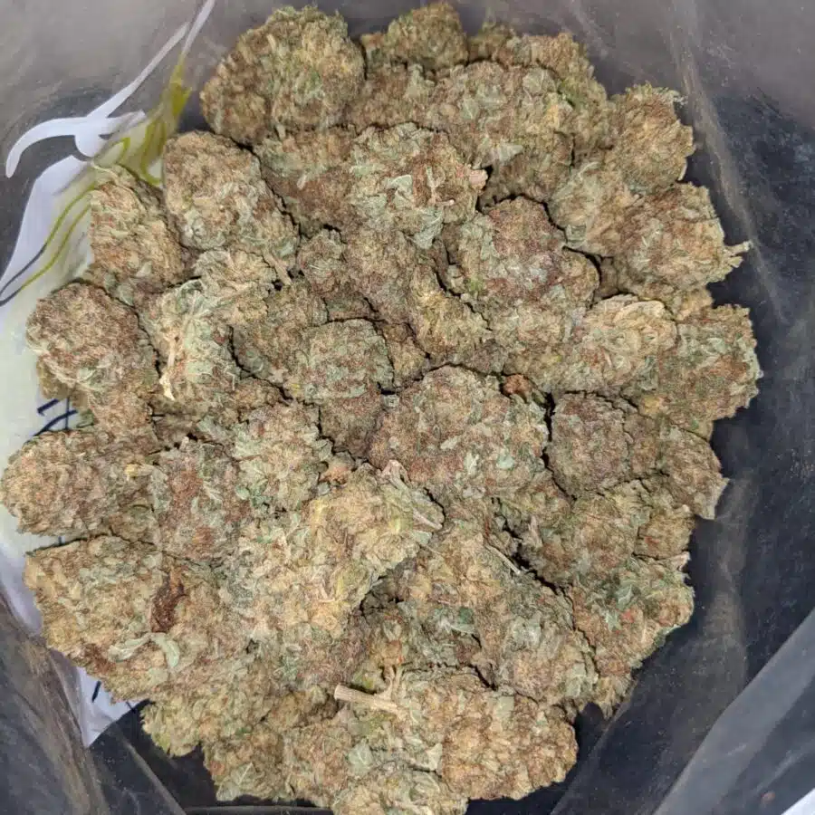 PURPLE MAGIC BS 4 I Purple Magic Bulk Special