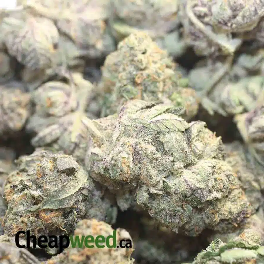 RAINBOW SHERBERT 1 I $89 Oz - Rainbow Sherbert