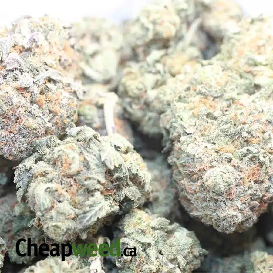 RASP COUGH DOD 1 I Raspberry - *Deal Of The Day*