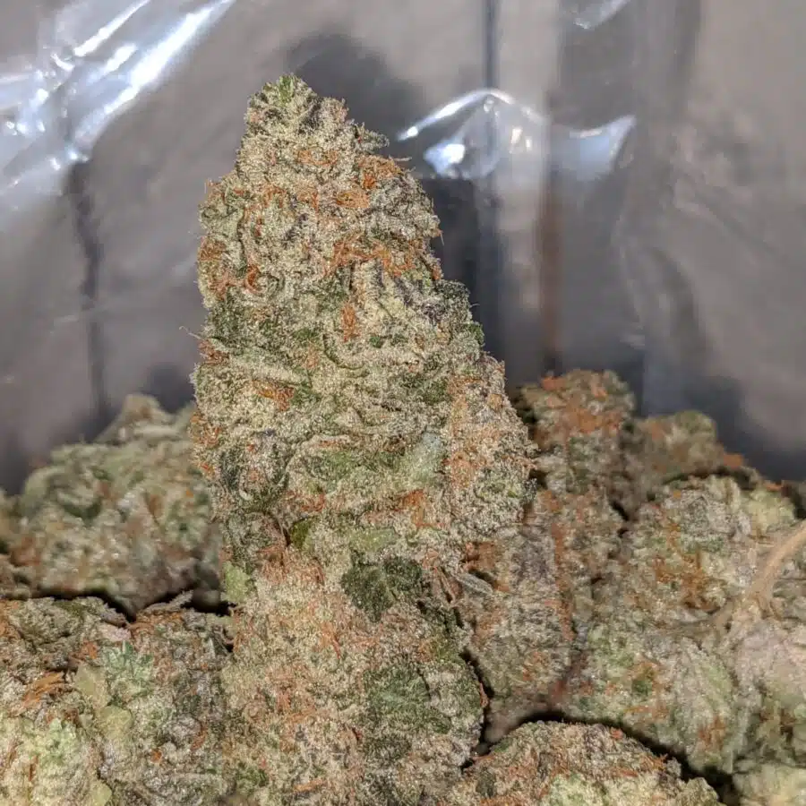 SEATTLE COUGH DOD 1 1 I Seattle Cough - *Deal of the Day*