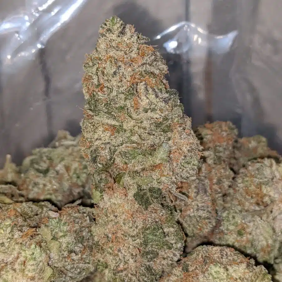 SEATTLE COUGH DOD 2 1 I Seattle Cough - *Deal of the Day*