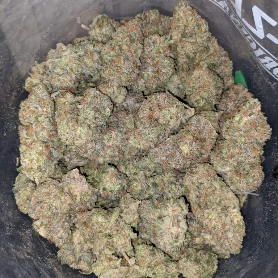 SEATTLE COUGH DOD 4 1 I Seattle Cough - *Deal of the Day*