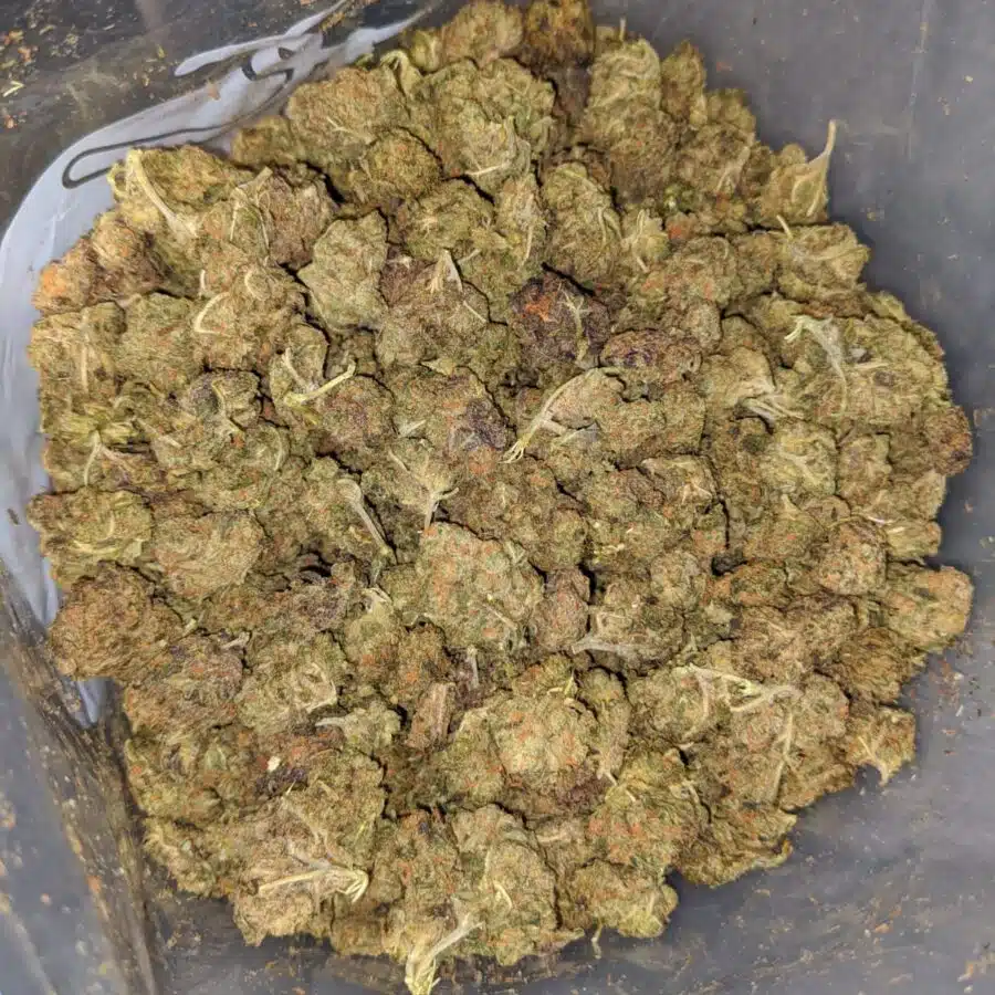 Skunk OG Bulk Special