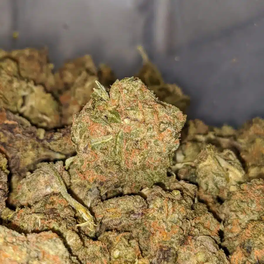 Alternative view of Skunk OG Bulk Special