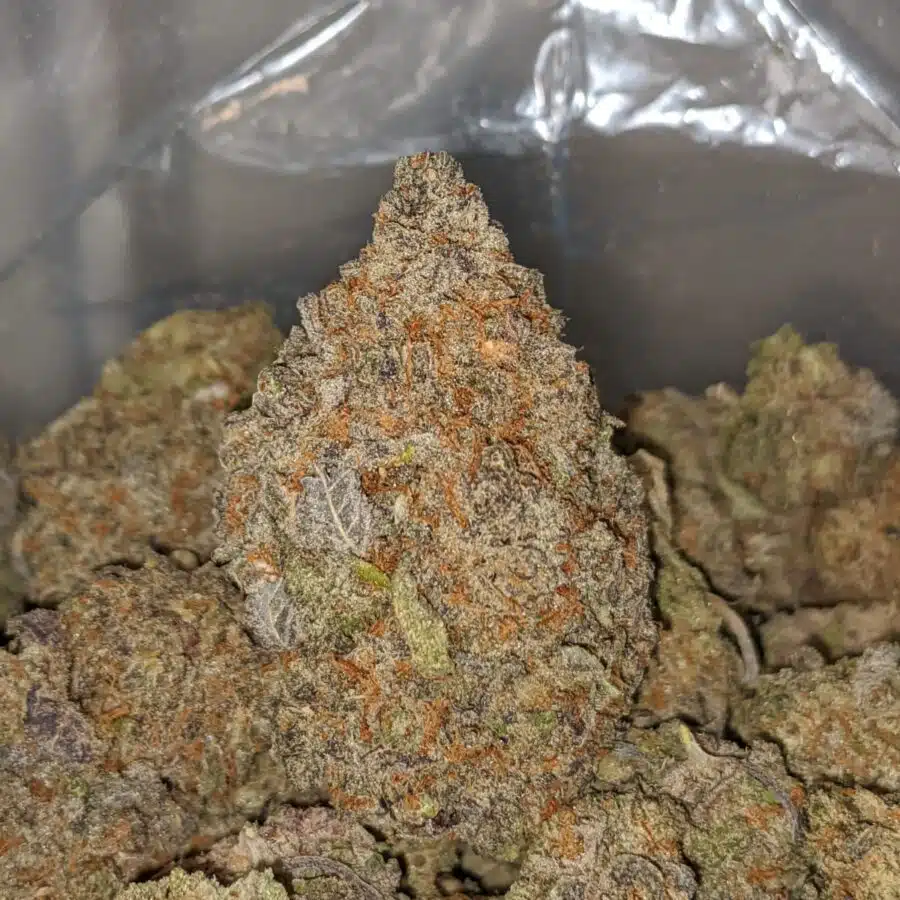 SUPER PURPLE DOD 1 1 I Super Purple- *Deal of the Day*
