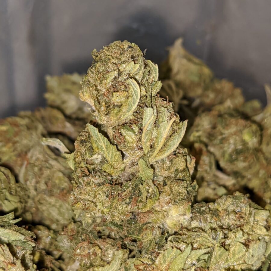 Lemon Bud Bulk Special - Image 5