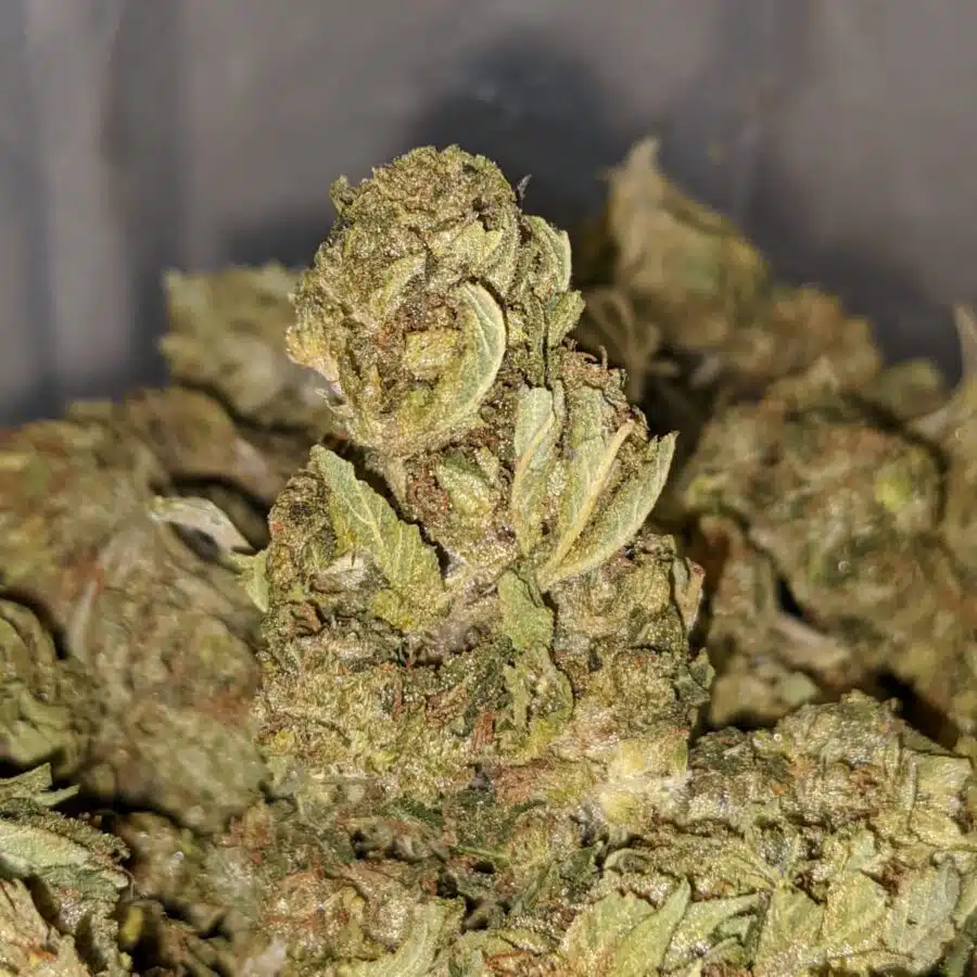 SWEET LEMON THAI TO LEMONM BUD BS 1 I Lemon Bud Bulk Special