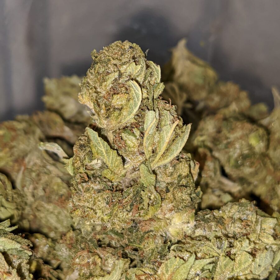 Lemon Bud Bulk Special - Image 4