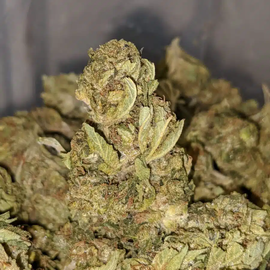 SWEET LEMON THAI TO LEMONM BUD BS 2 I Lemon Bud Bulk Special