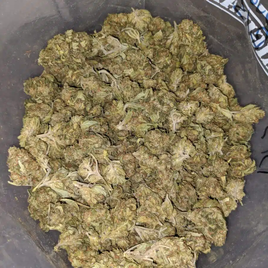 SWEET LEMON THAI TO LEMONM BUD BS 3 I Lemon Bud Bulk Special