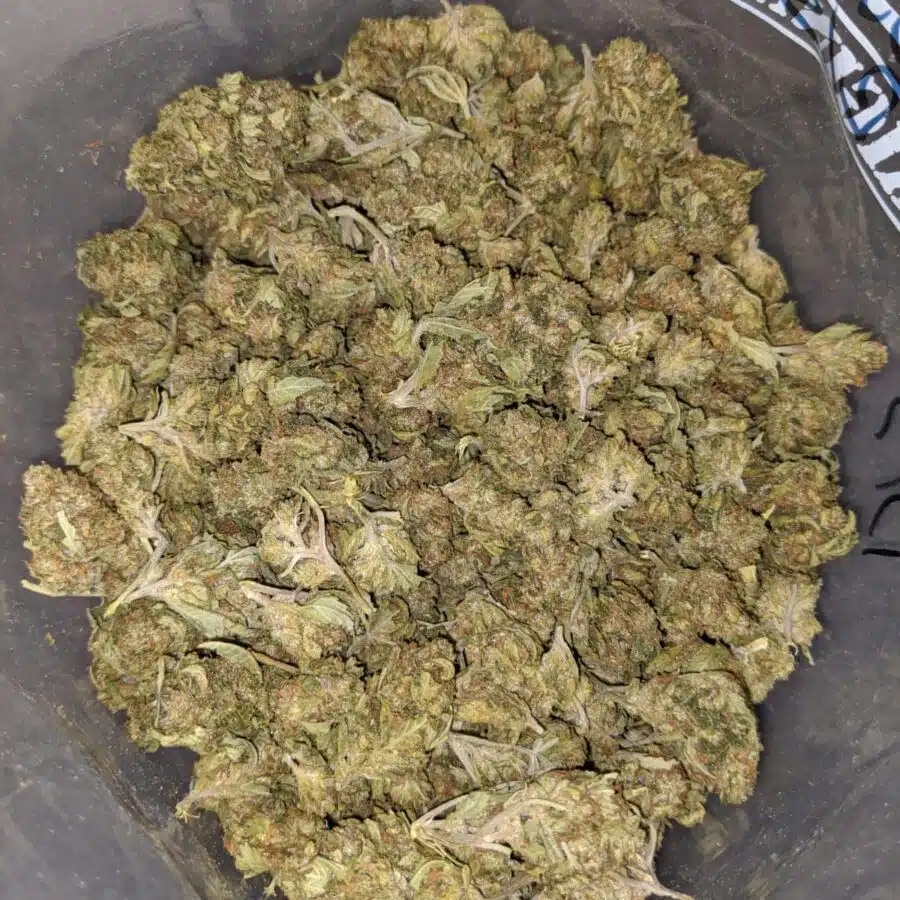 Lemon Bud Bulk Special