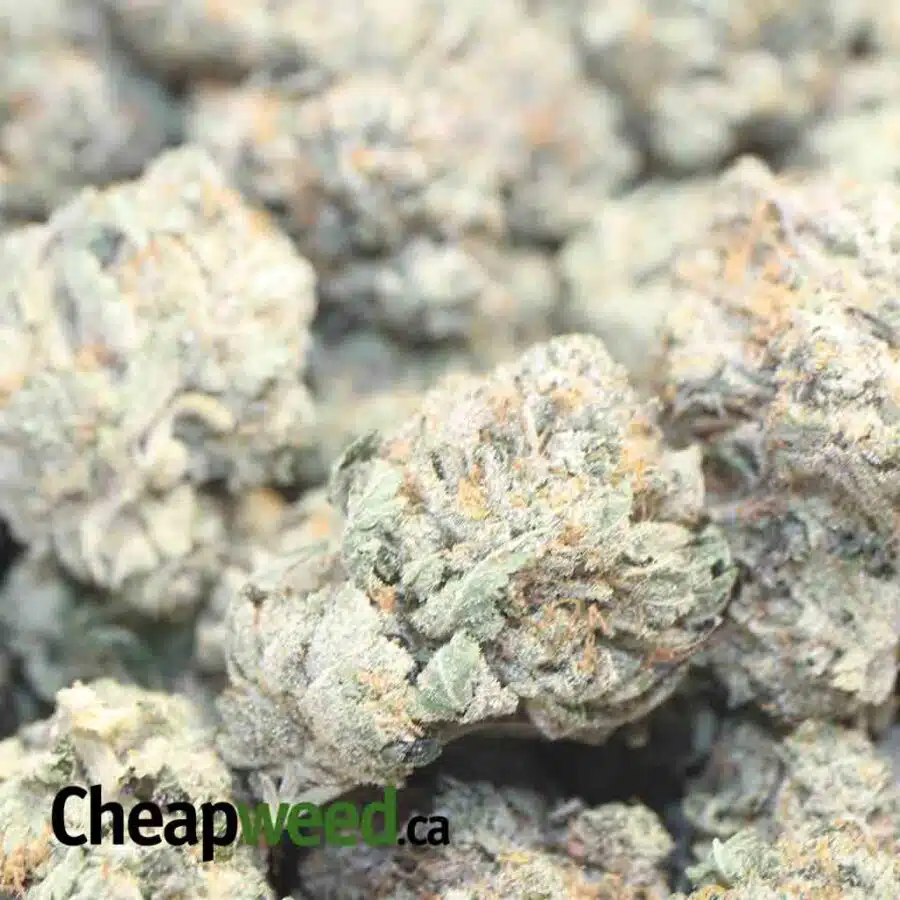 WHITE KUSH 1 I White Kush 25.22% THC