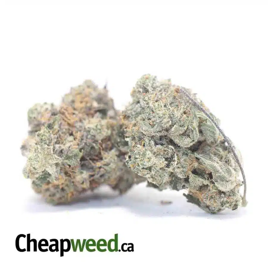 WHITE KUSH 3 I White Kush 25.22% THC